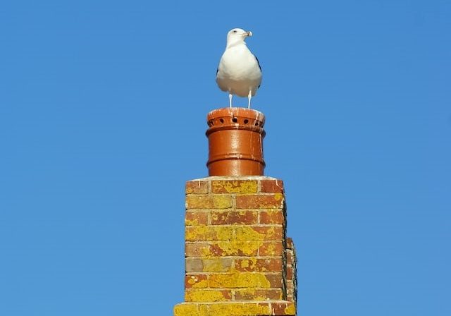 chimney guards in Southend-on-Sea