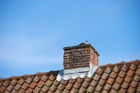 Bird nest removal in Southend-on-Sea